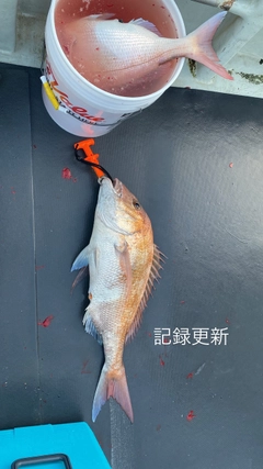 マダイの釣果