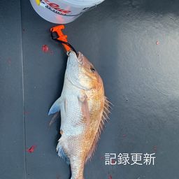 マダイ