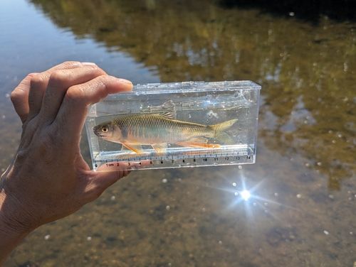 オイカワの釣果