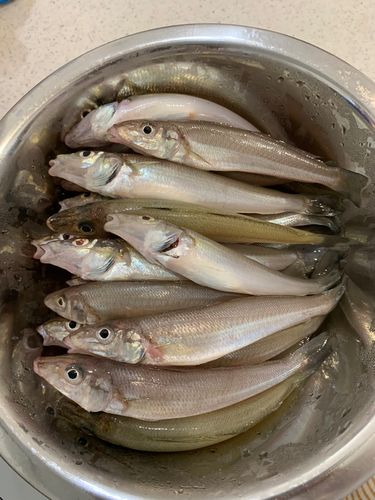 シロギスの釣果