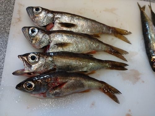 クロムツの釣果
