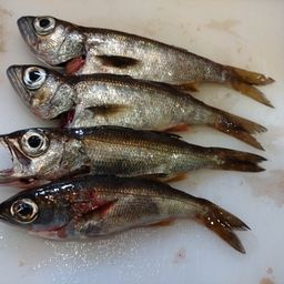 クロムツ