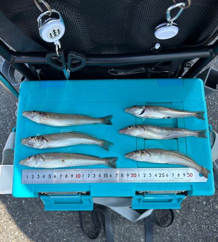 シロギスの釣果