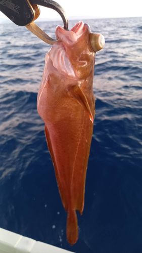 チゴダラの釣果