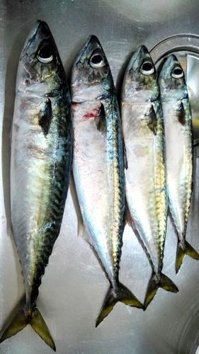 サバの釣果