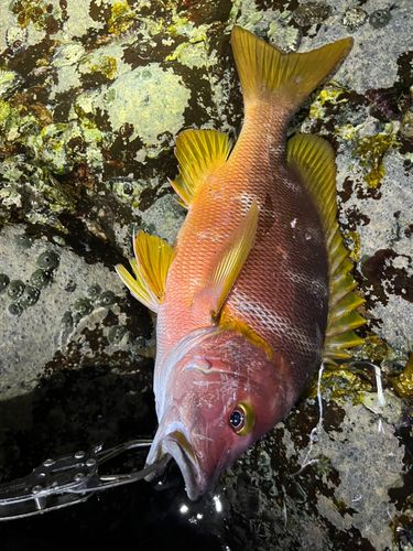 シブダイの釣果