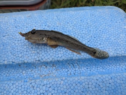 マハゼの釣果
