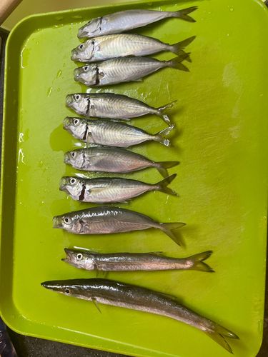 マルアジの釣果