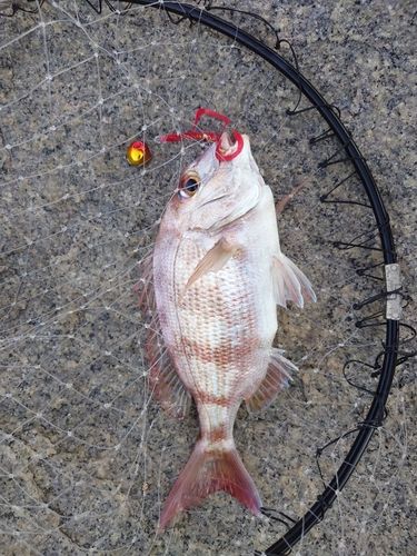 マダイの釣果