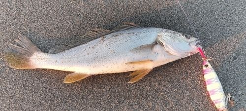 ニベの釣果