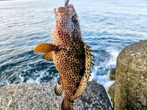 ノミノクチの釣果