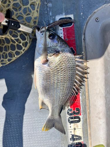 キビレの釣果