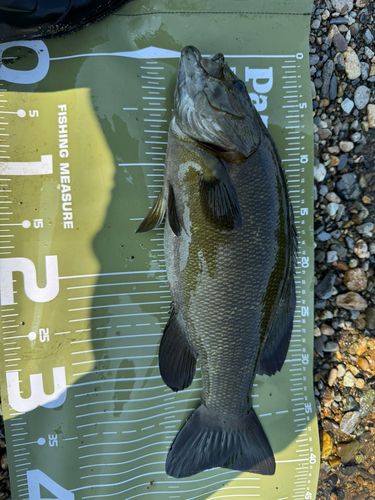 スモールマウスバスの釣果