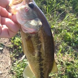 ラージマウスバス