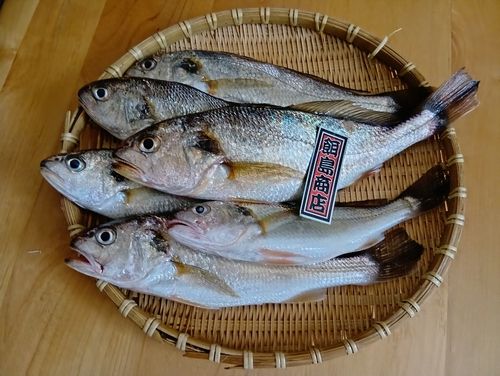 イシモチの釣果