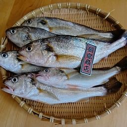 イシモチ