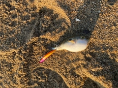 フグの釣果