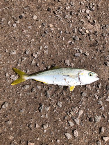 ワカシの釣果