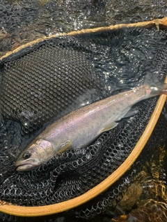 ヤマメの釣果