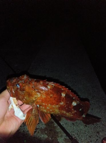 カサゴの釣果
