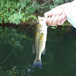 ラージマウスバス