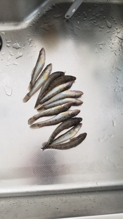 マハゼの釣果