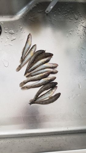 マハゼの釣果