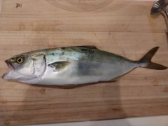 イナダの釣果