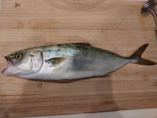イナダの釣果