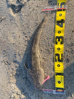 マゴチの釣果