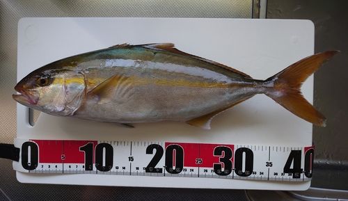 シオの釣果
