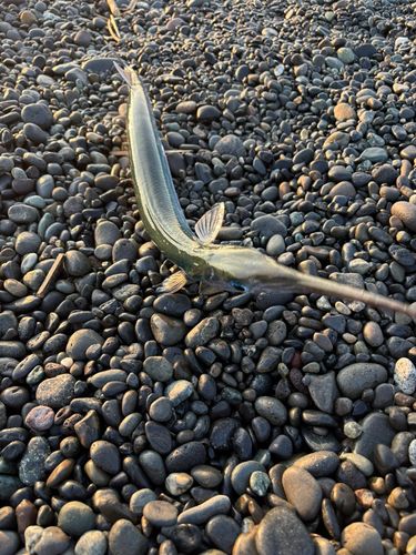 ダツの釣果