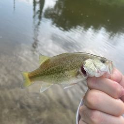 スモールマウスバス