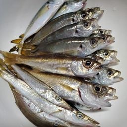 アジ