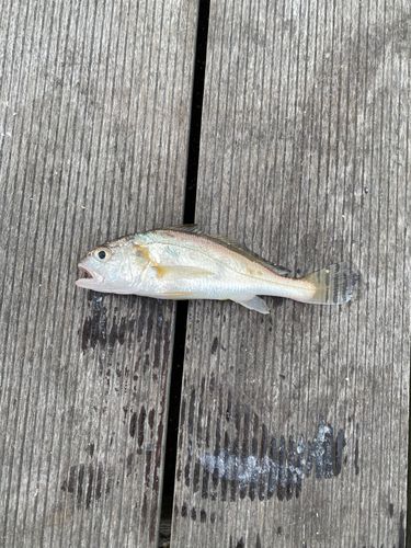 イシモチの釣果