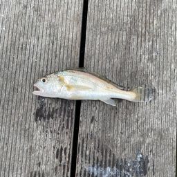 イシモチ