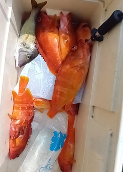 アカハタの釣果