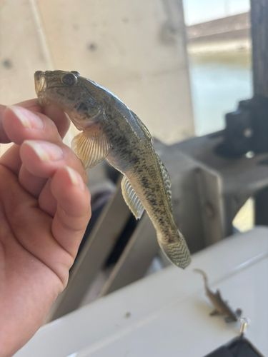 マハゼの釣果