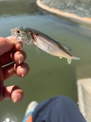 釣果