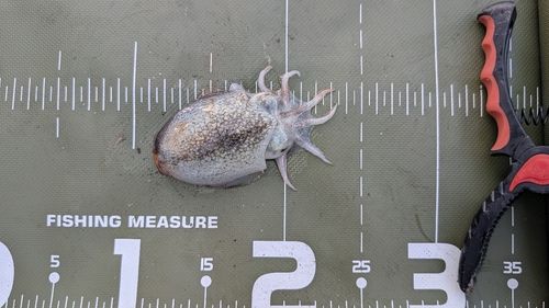 シリヤケイカの釣果