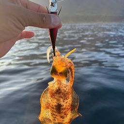 アオリイカ
