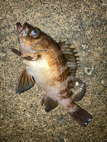 シロメバルの釣果