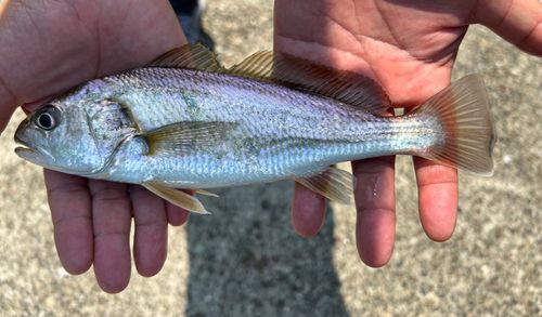 シログチの釣果