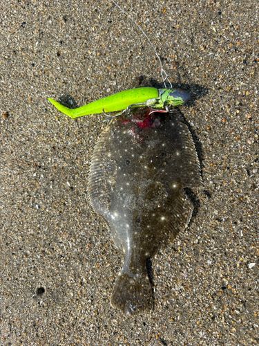 ヒラメの釣果