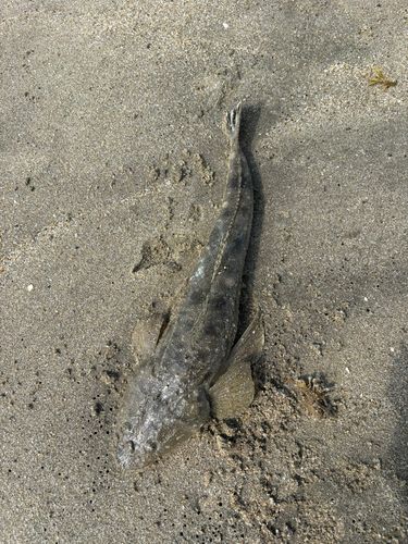 マゴチの釣果