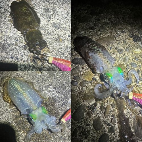 アオリイカの釣果