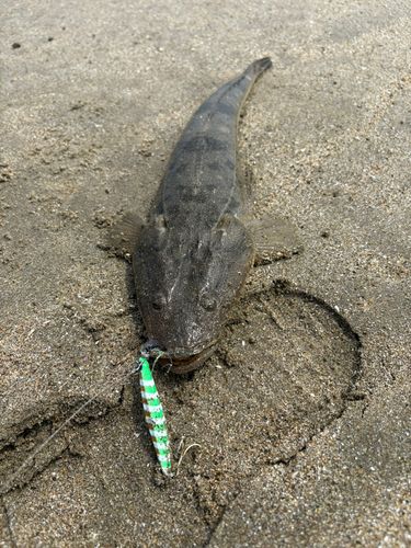 マゴチの釣果