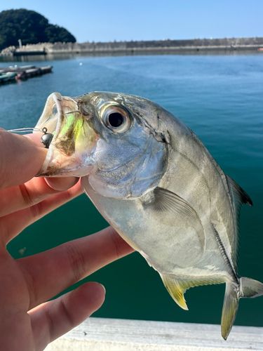 メッキの釣果