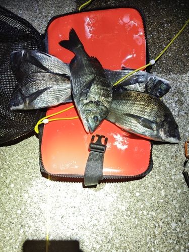 クロダイの釣果