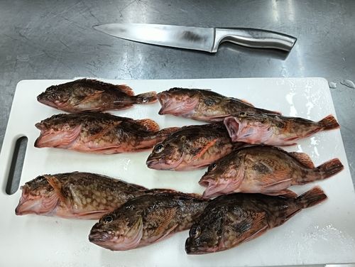 カサゴの釣果